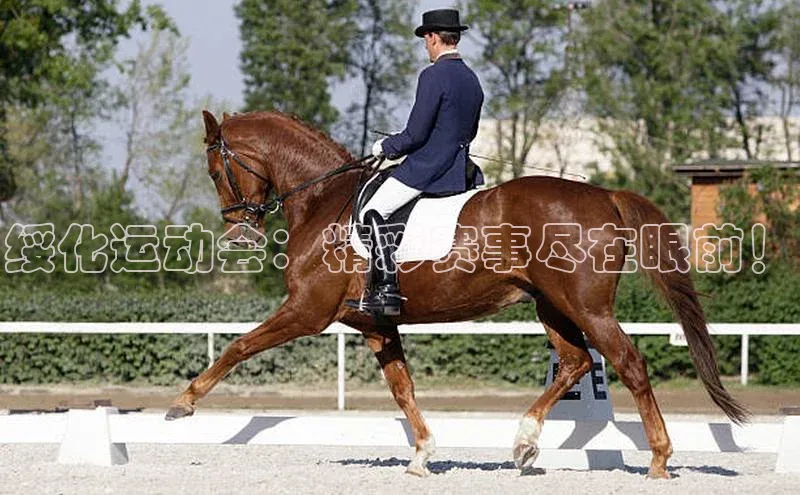 绥化运动会：精彩赛事尽在眼前！